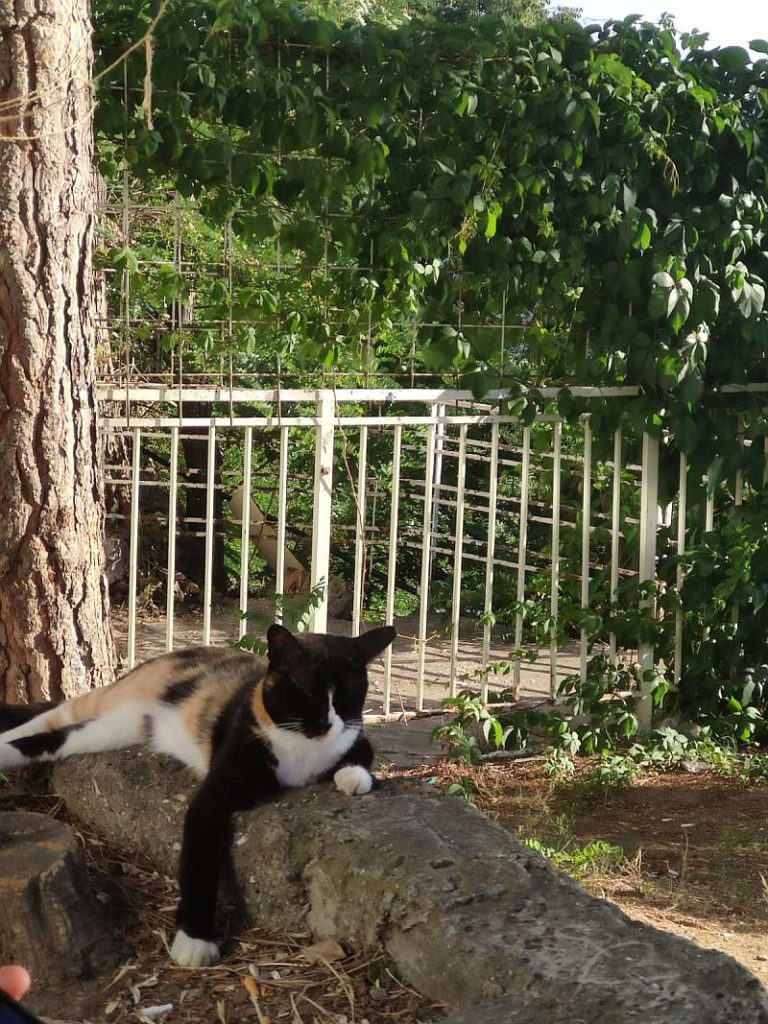 istanbul-cat