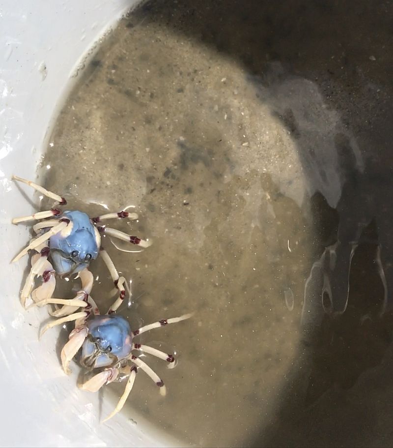 Blue crabs in bucket