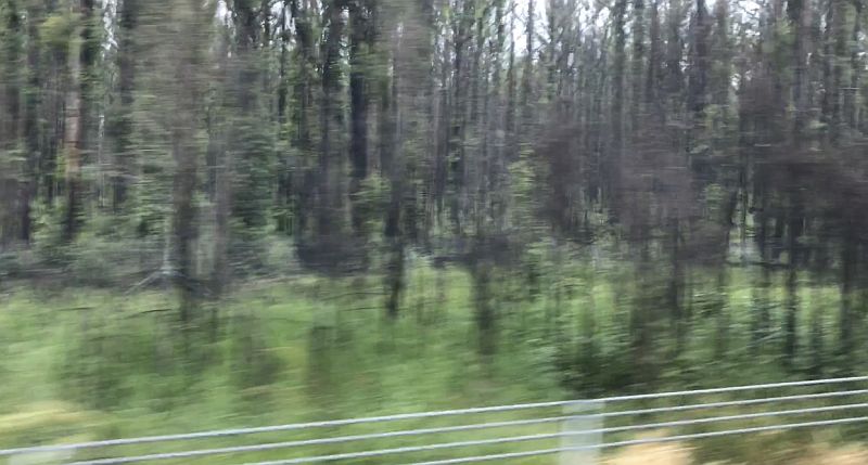 Blurry shot of the burnt trees that are starting to turn green again