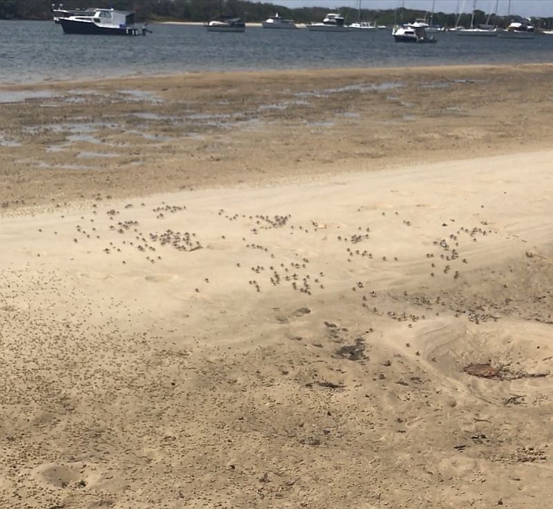 Crabs at The Spit