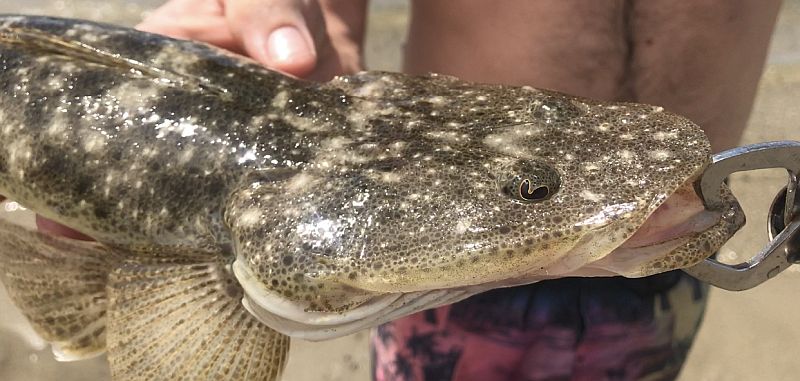 Flatty at The Spit