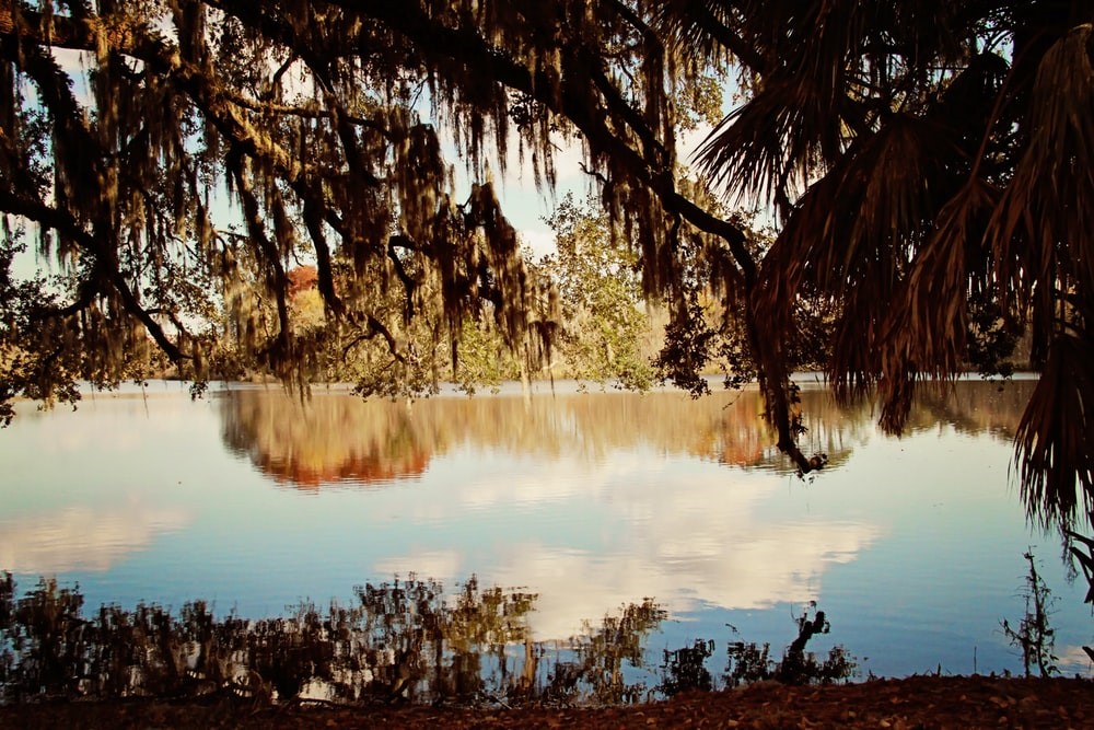 Gainesville swamp-like scenery