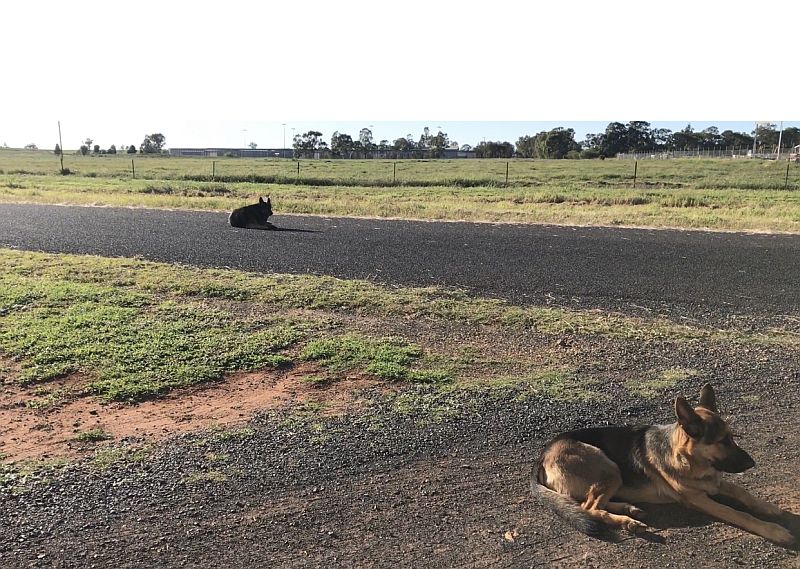 Guard dogs at Dubbo camping field