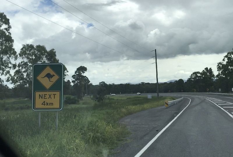 Kangaroo warning roadsign