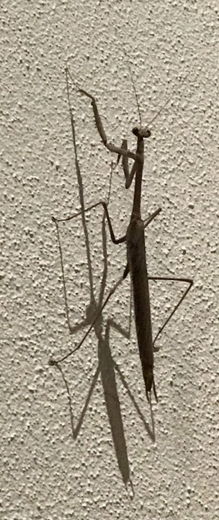 My friend Mr Mantis