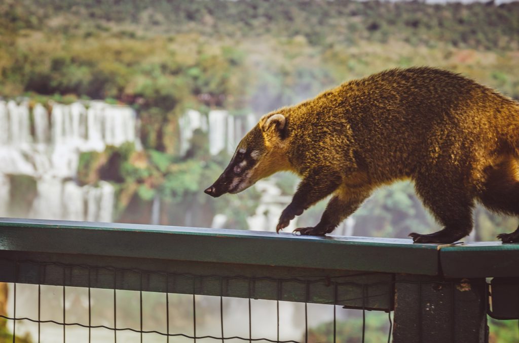 cataratas coatí