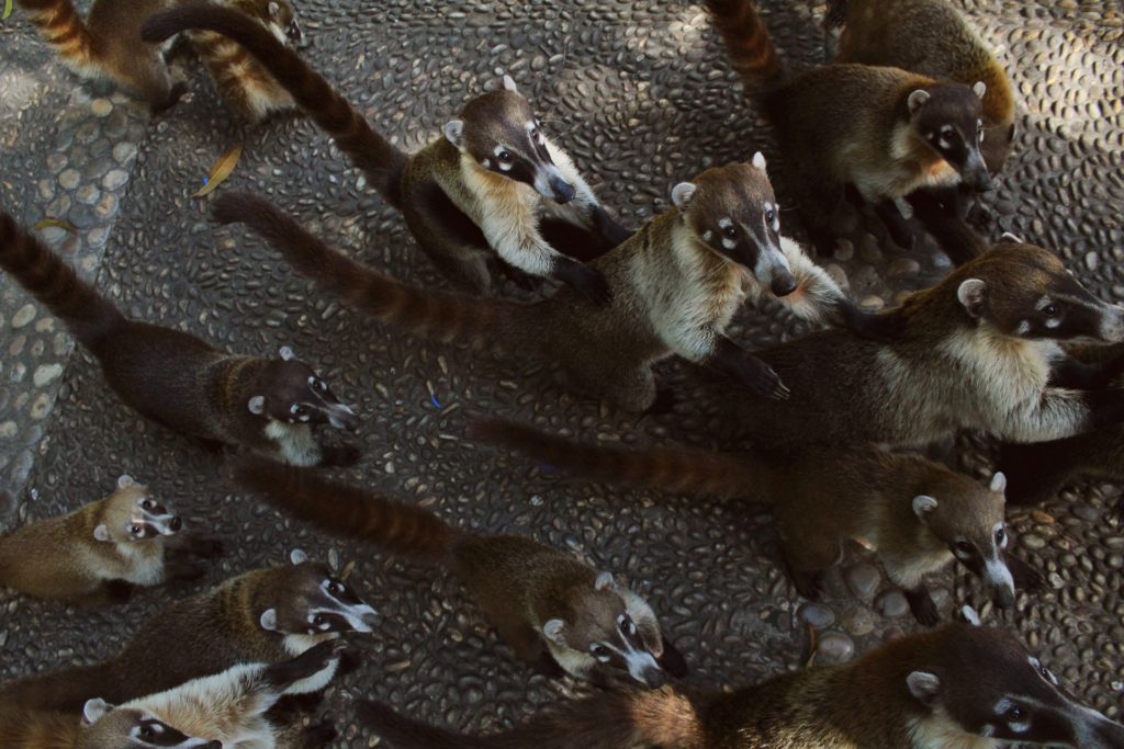 coati asking for food