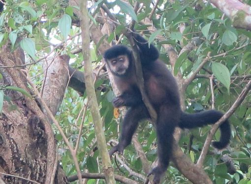 Monkey business at Iguazu