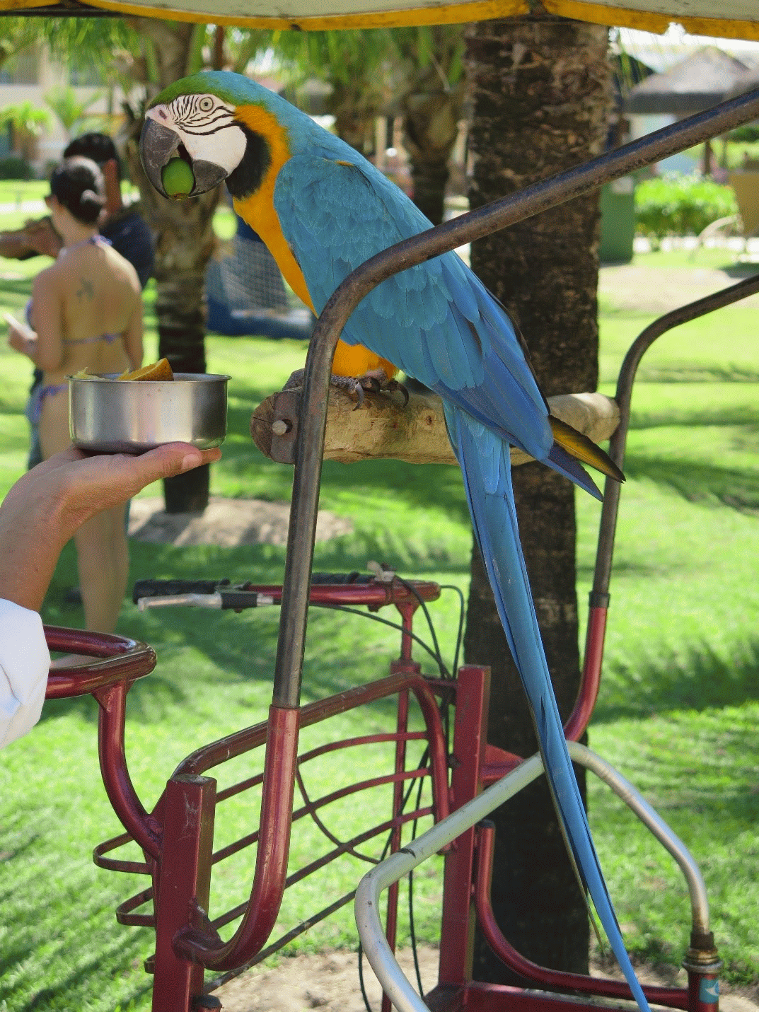 Guacamayo eating “acerola” a typical tropical fruit from the region