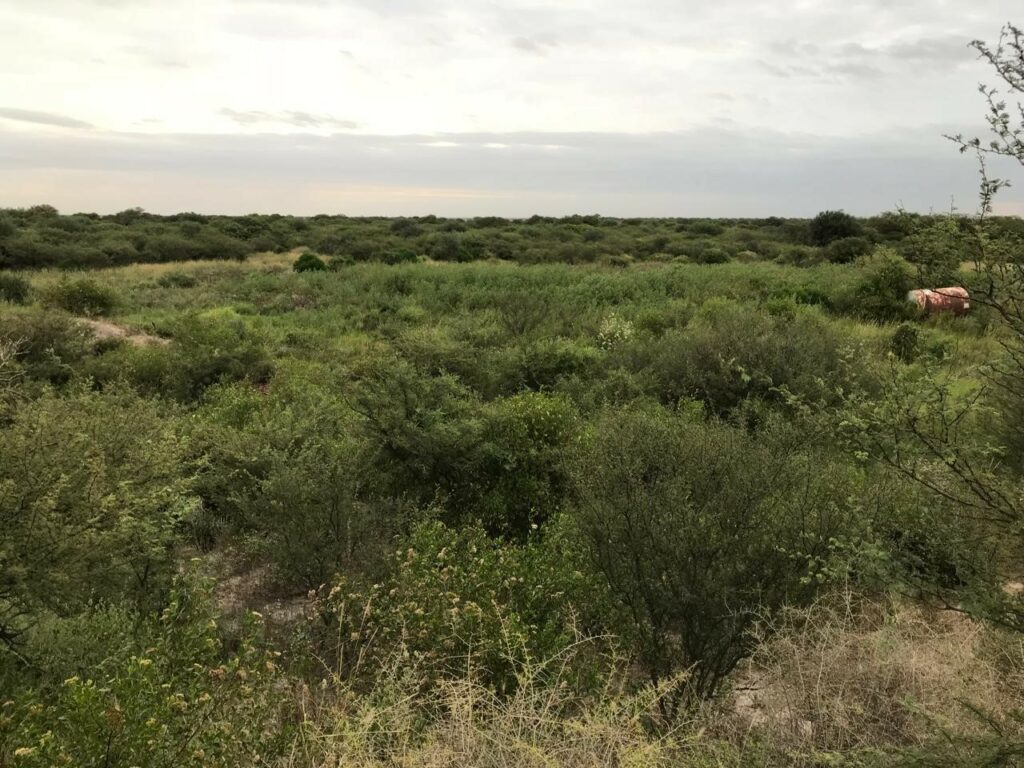 Typical Chaco woodland. Image credit: Author (Virgi)