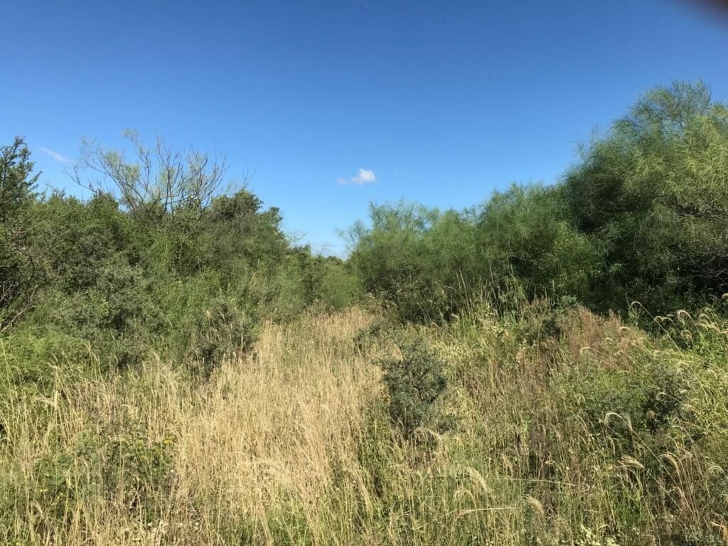 Typical Chaco woodland. Image credit: Author (Virgi)