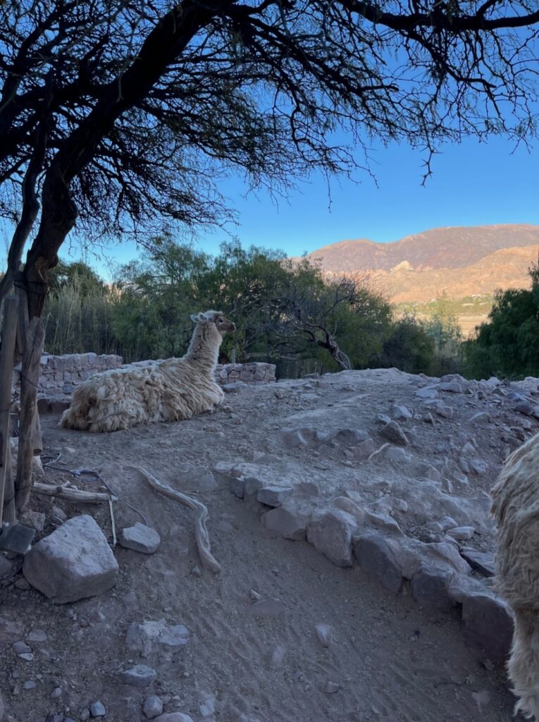 Llama looking at the scenery. Image credit: Author (Virgi).