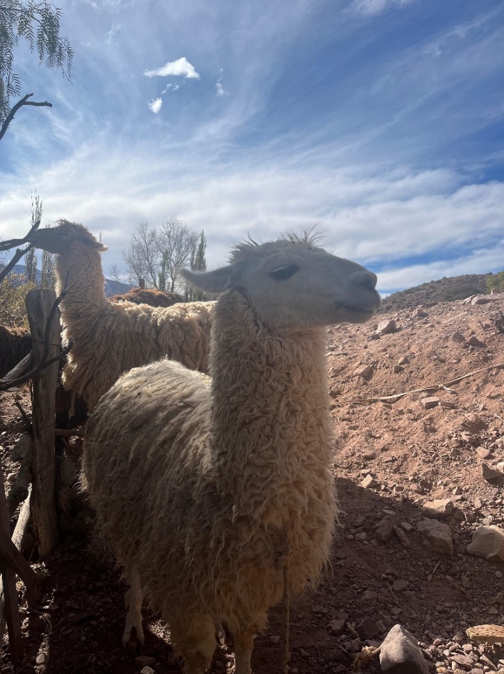 Llamas. Image credit: Author (Virgi).