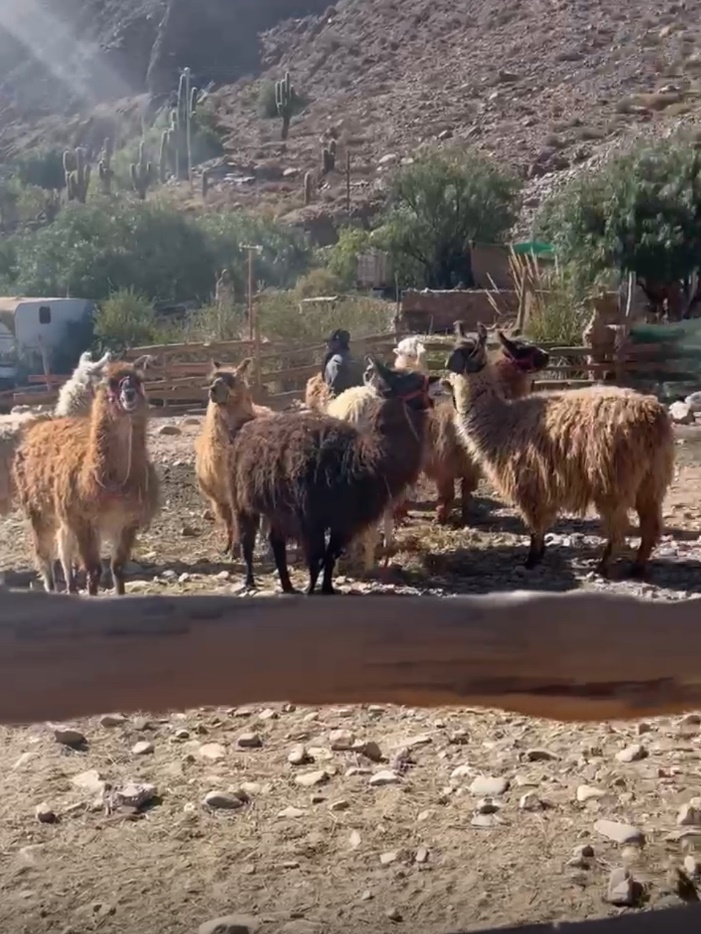 Llamas in the “Caravana de llamas corral”, Tilcara, Jujuy, Argentina. Image credit: Author (Virgi).