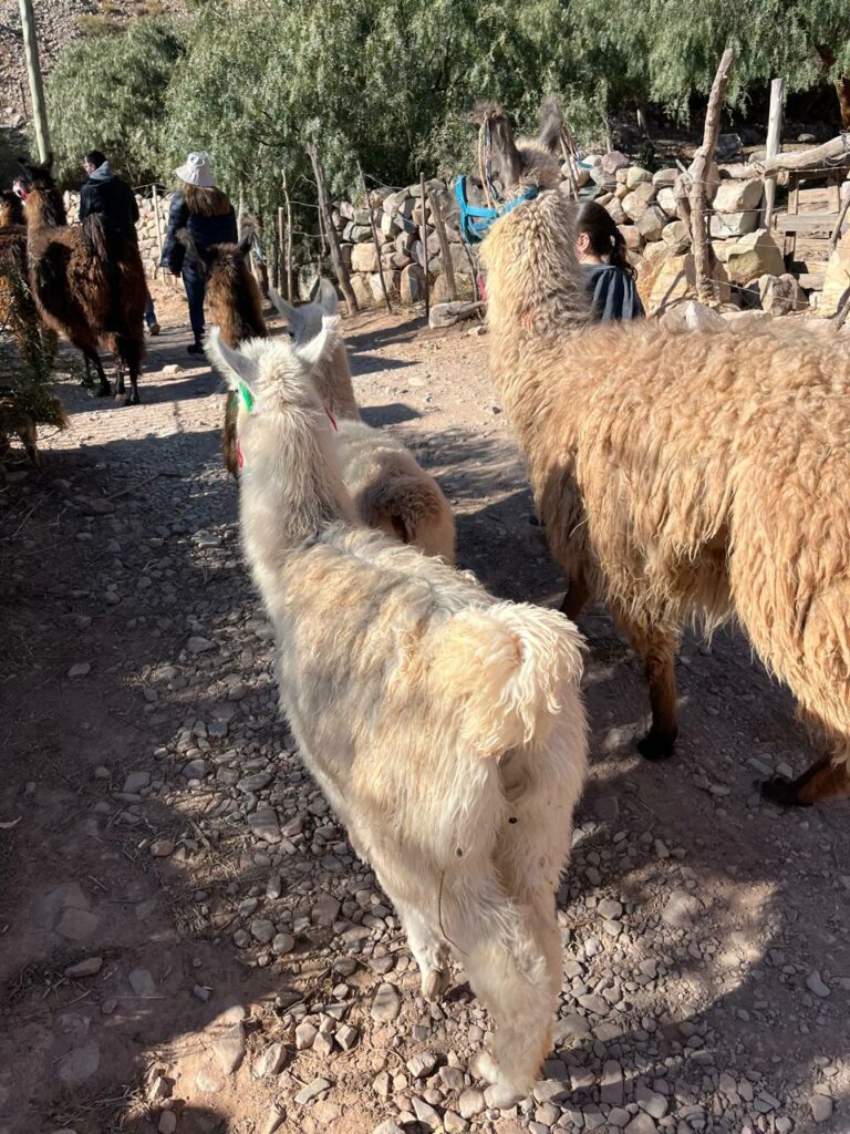 Walking back to the ranch, Tilcara, Jujuy, Argentina. Image credit: Virgi (author).
