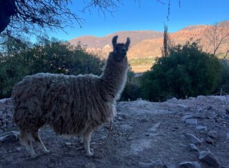 Curious facts: Why do we write llama with a doble L?