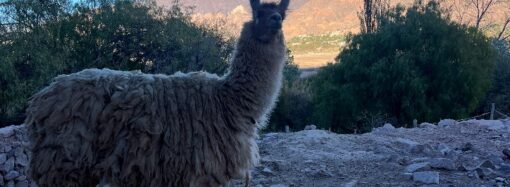 Curious facts: Why do we write llama with a doble L?