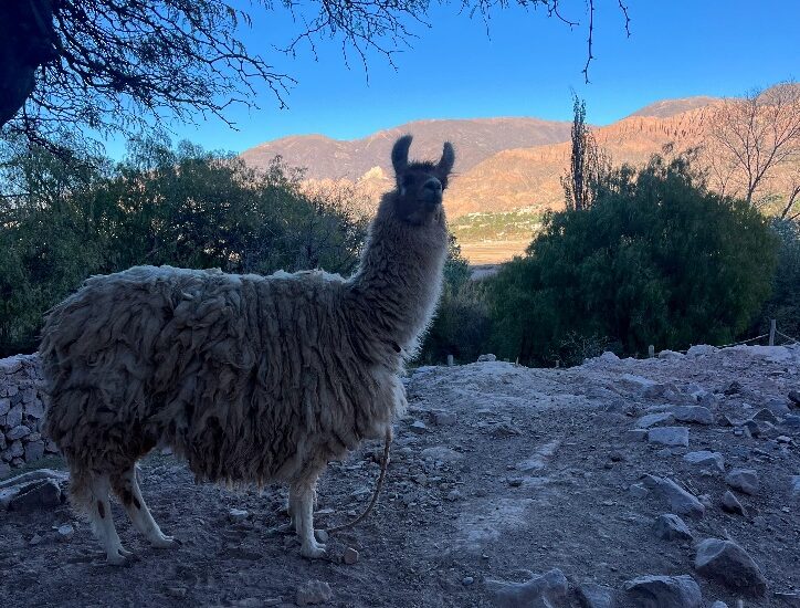 Curious facts: Why do we write llama with a doble L?